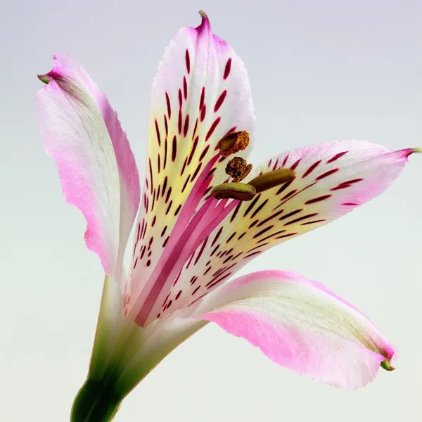 Oriental Lily Travel Container